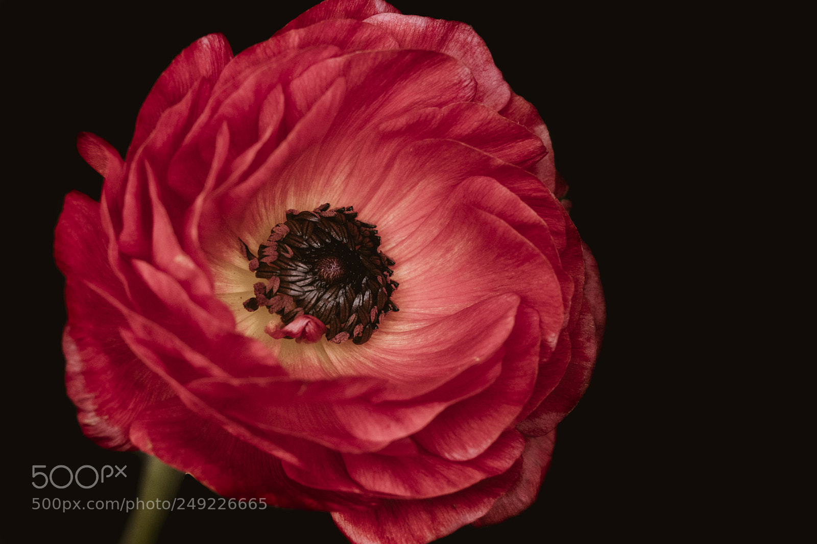 Fujifilm X-H1 sample photo. Ranunculus asiaticus photography
