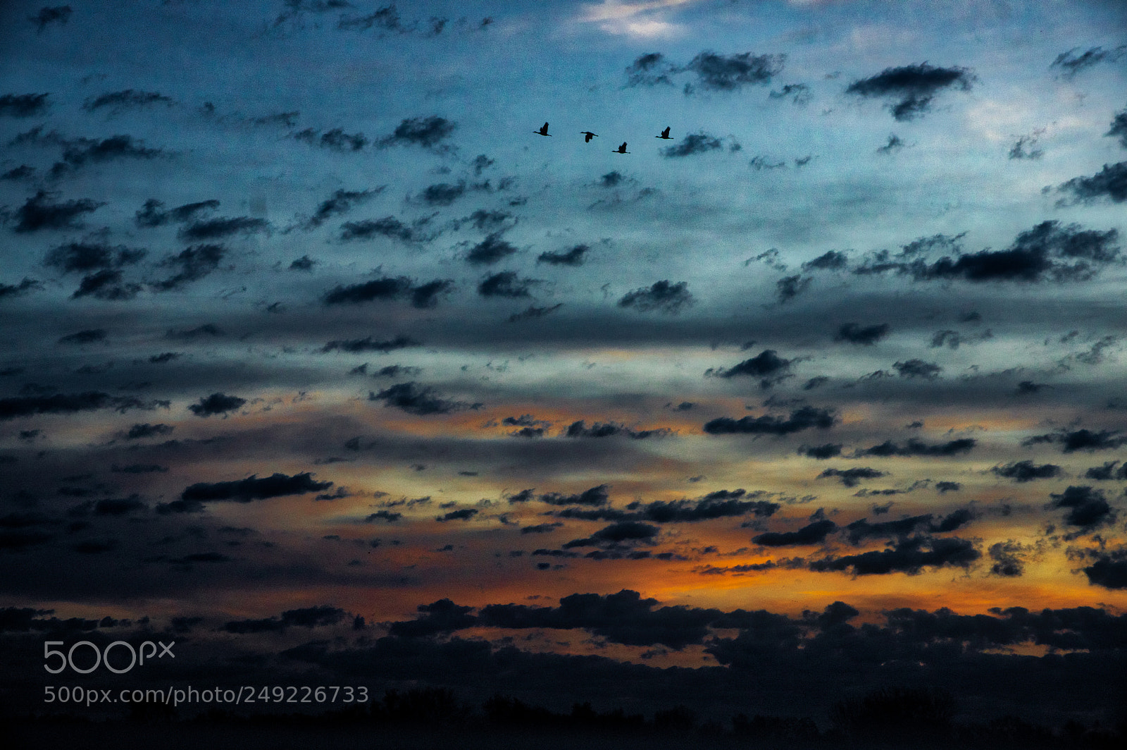Pentax K-3 II sample photo. Sunrise birds photography