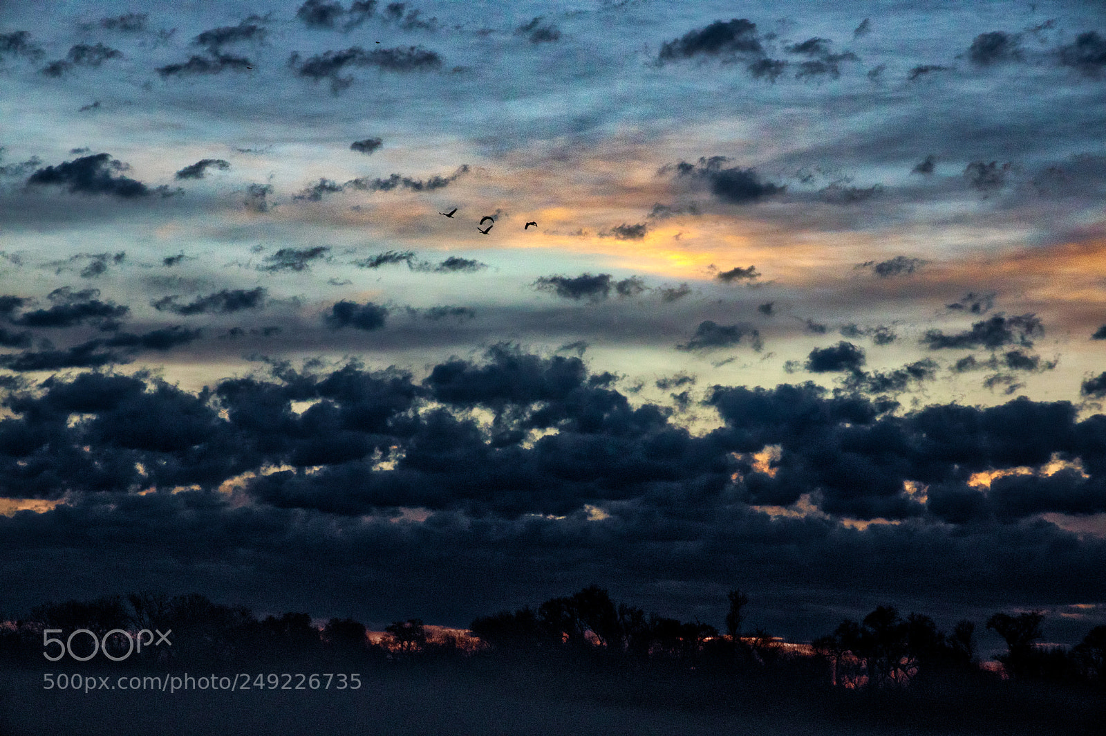 Pentax K-3 II sample photo. Sunrise birds photography