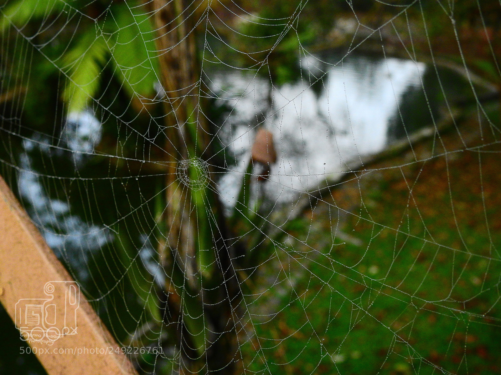 Nikon Coolpix P900 sample photo. Spider web photography