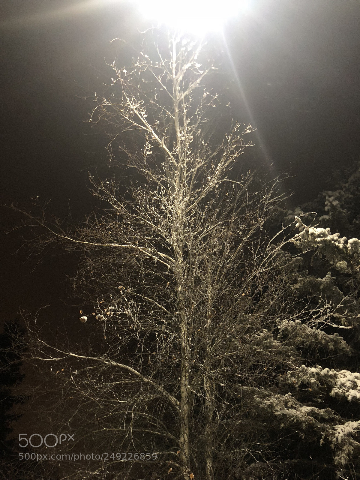 Apple iPhone X sample photo. Dfcbecabdacade photography