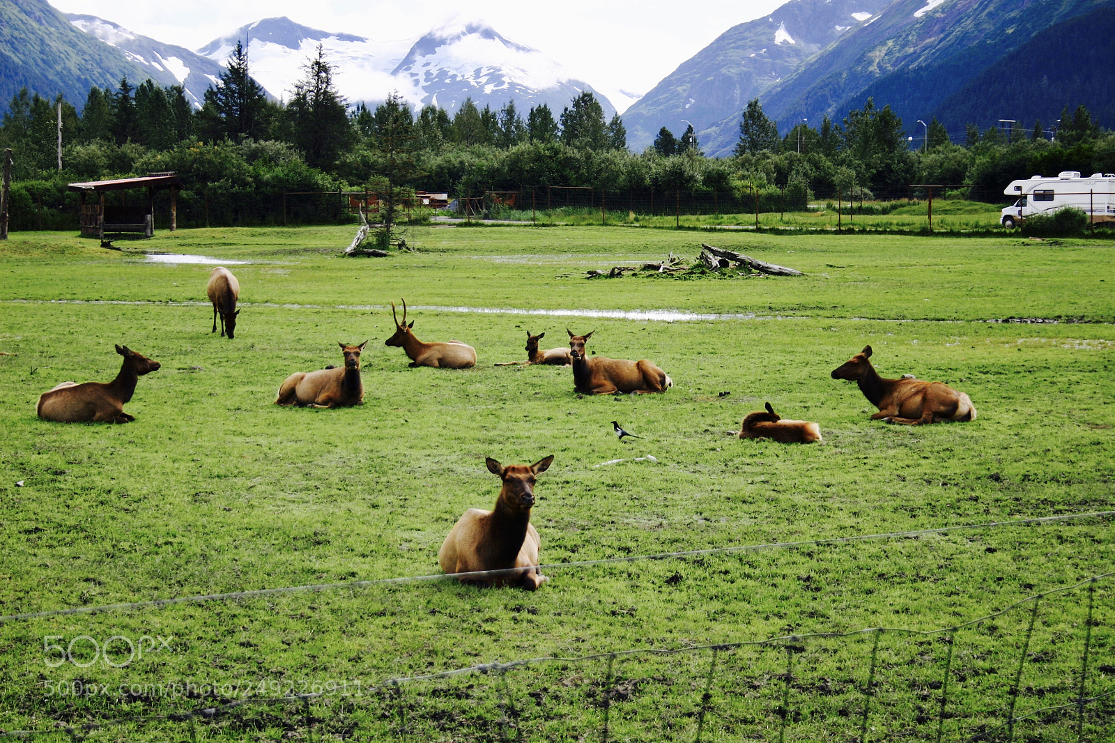 Canon EOS 300D (EOS Digital Rebel / EOS Kiss Digital) sample photo. The herd is resting photography