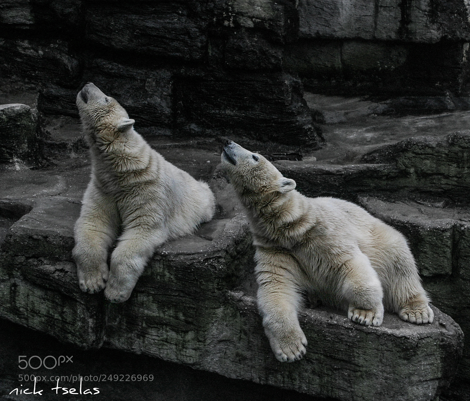 Canon EOS 10D sample photo. Polar bears photography