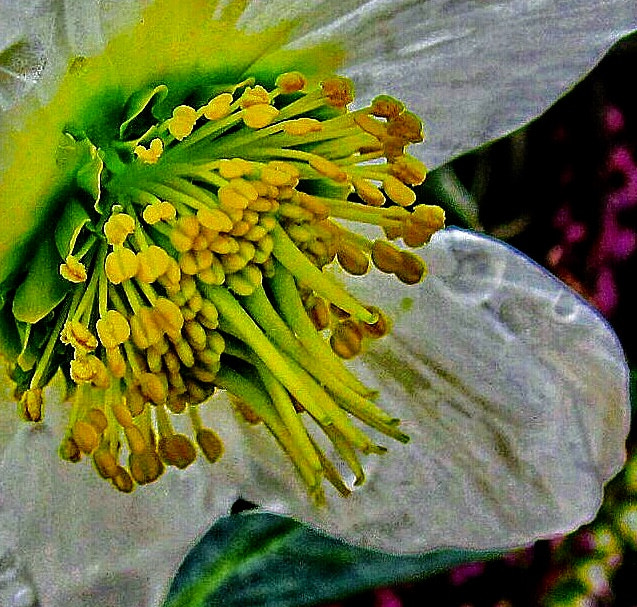 Canon PowerShot SD780 IS (Digital IXUS 100 IS / IXY Digital 210 IS) sample photo. Macro photography