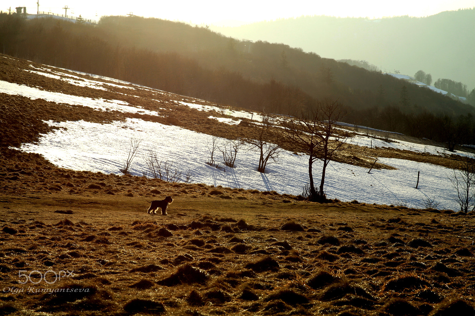 Canon EF 24-70mm F2.8L II USM sample photo. Spring and tuzik. photography