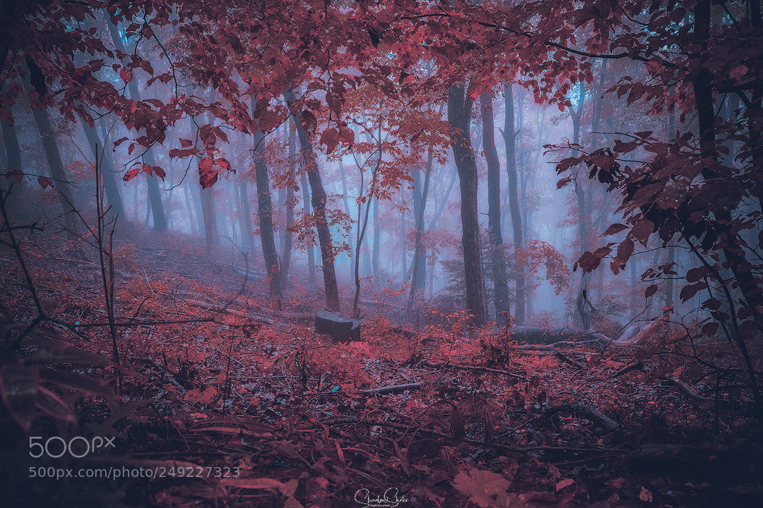 Canon EOS 5DS R sample photo. “misty woods” ©2018 photography