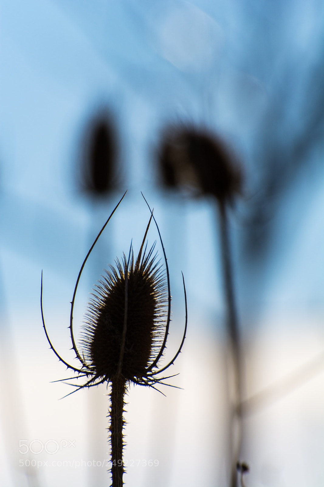 Nikon D5200 sample photo. Untitled_plant_silhouette photography