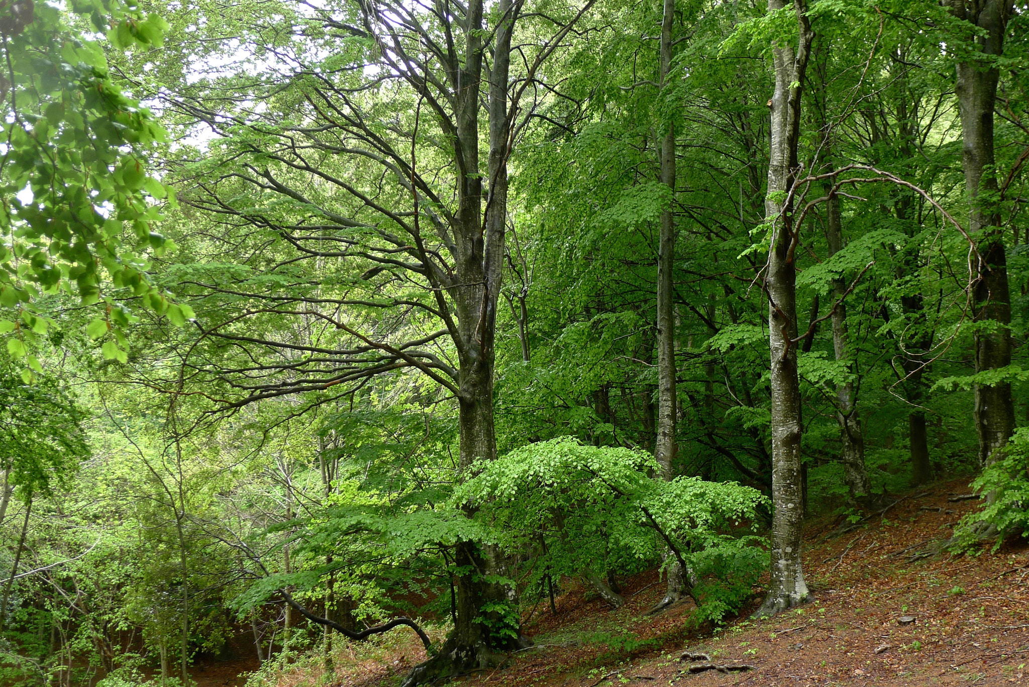 Leica D-LUX 5 sample photo. “fageda” photography