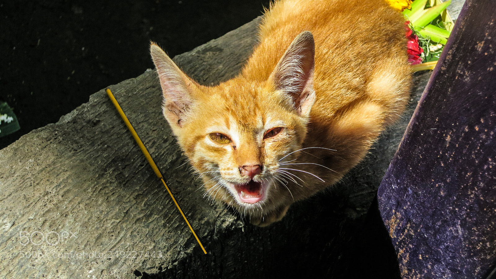 Canon PowerShot S100 sample photo. Angry cat photography