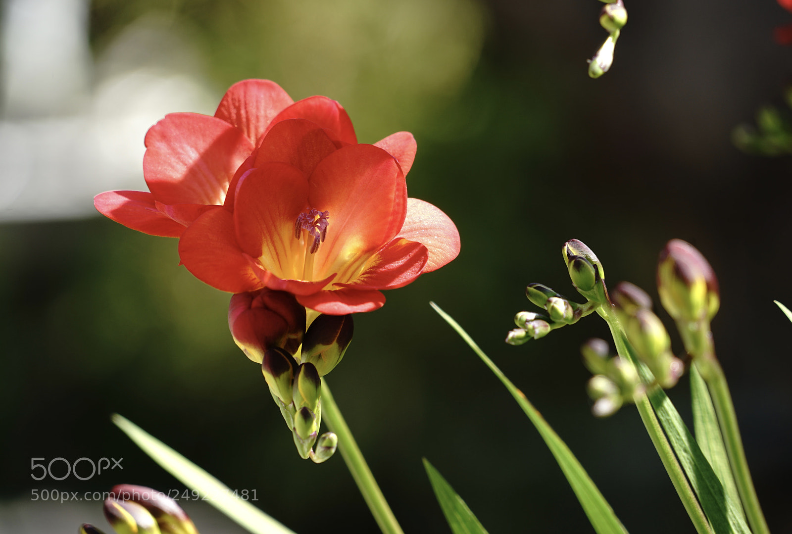 Sony a7 II sample photo. Flower photography