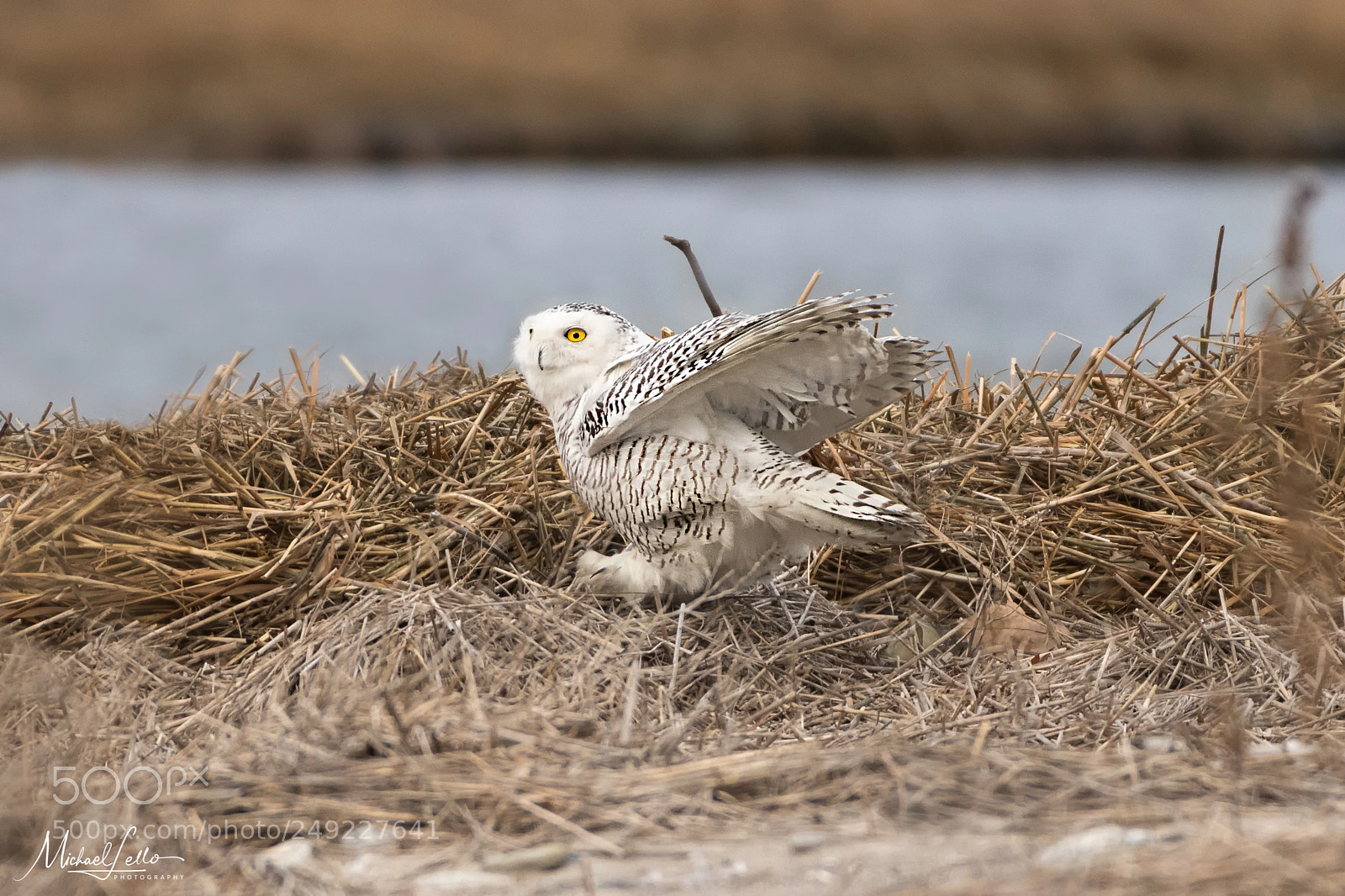 Nikon D500 sample photo. Snowy landing photography