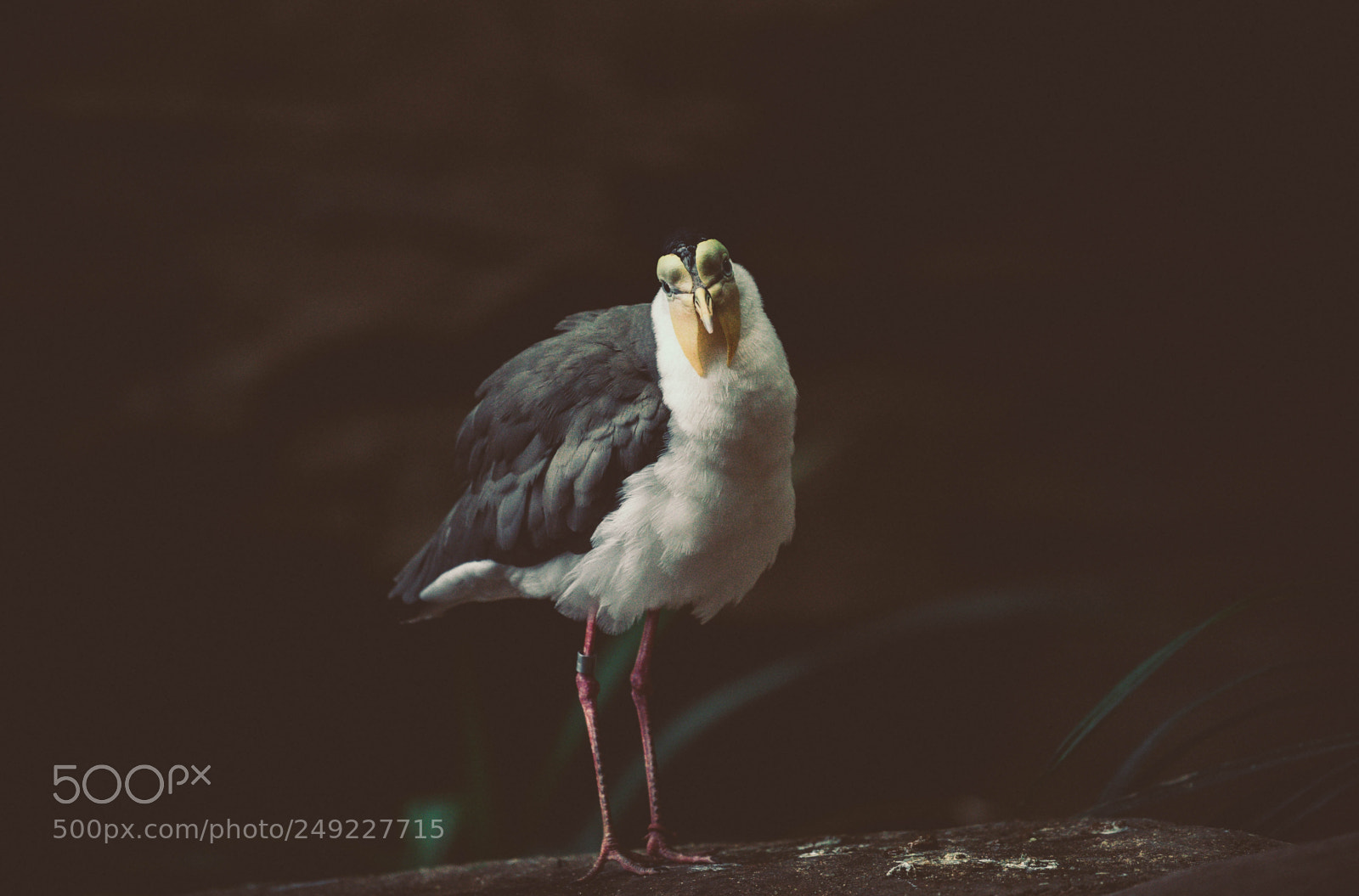 Nikon D500 sample photo. Bird keeping guard photography