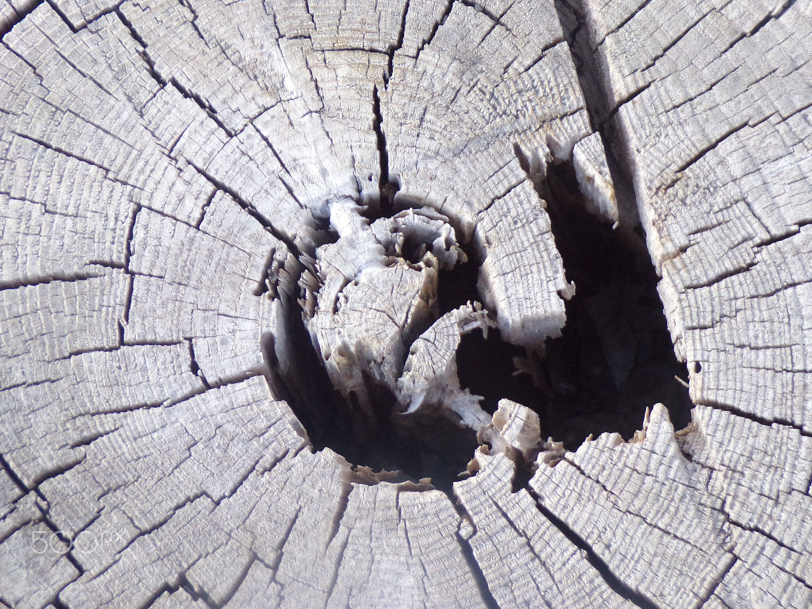JK KODAK PIXPRO AZ401 sample photo. Old stump photography