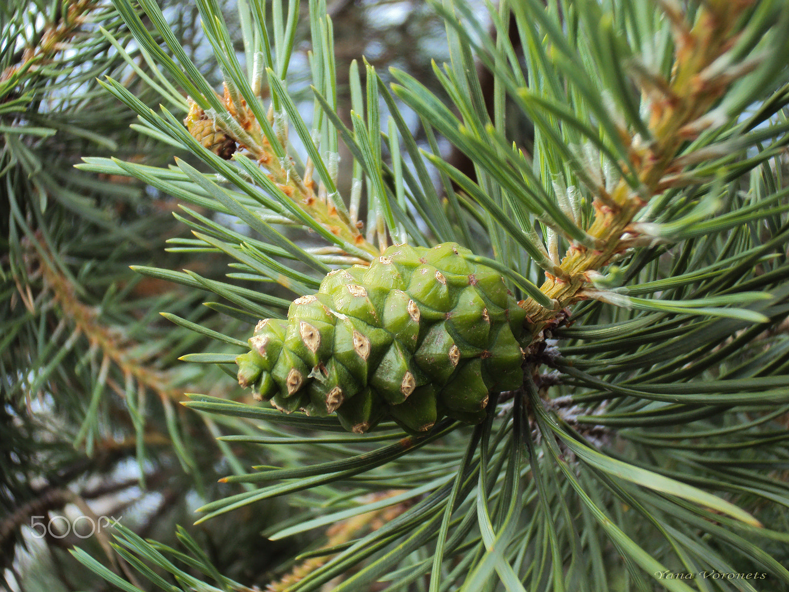 Sony DSC-W190 sample photo. Green pine cone photography