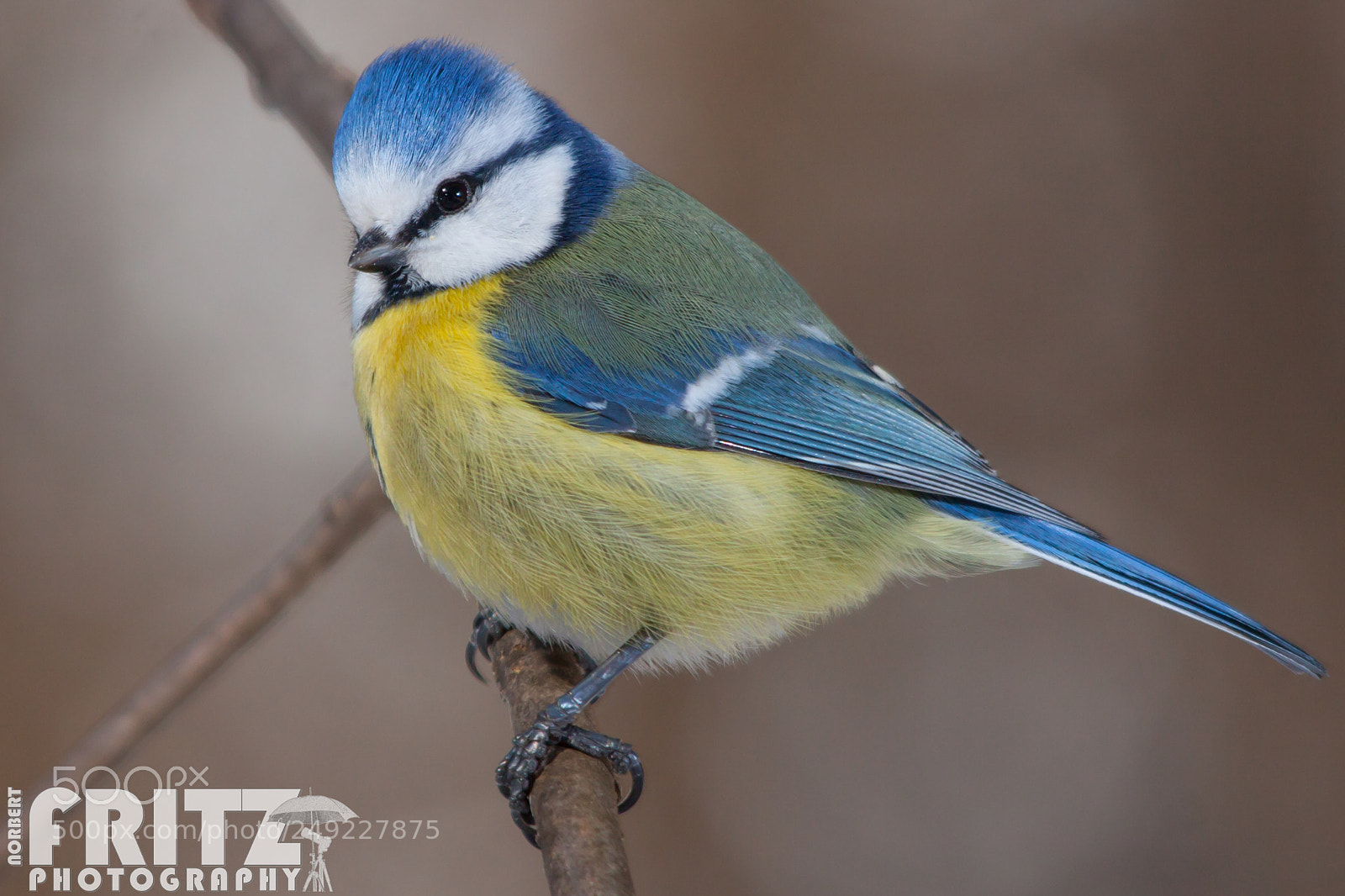 Canon EOS 50D sample photo. Blaumeise photography