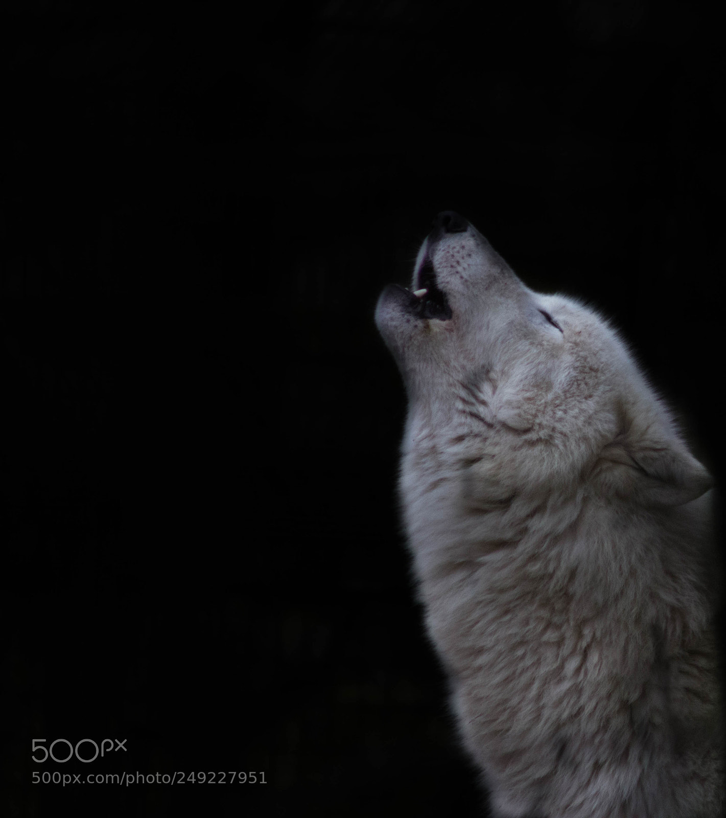 Canon EOS 600D (Rebel EOS T3i / EOS Kiss X5) sample photo. Wolf photography