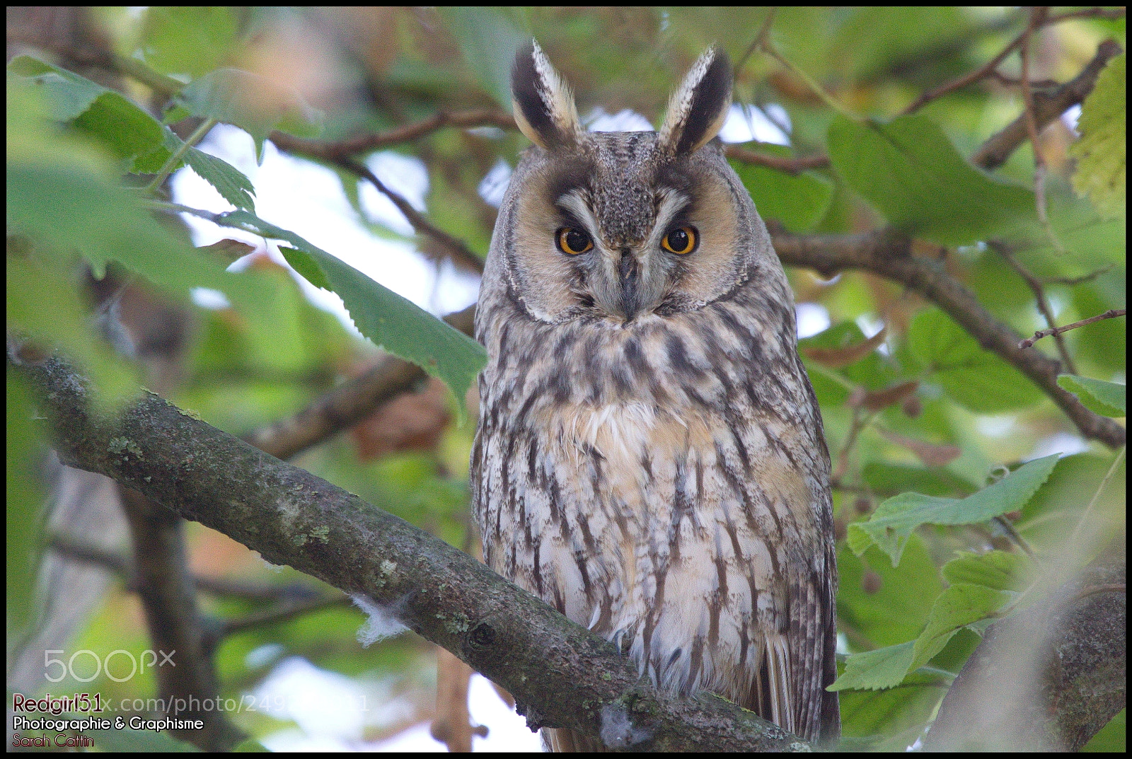 Canon EOS 700D (EOS Rebel T5i / EOS Kiss X7i) sample photo. Hibou moyen-duc en champagne photography