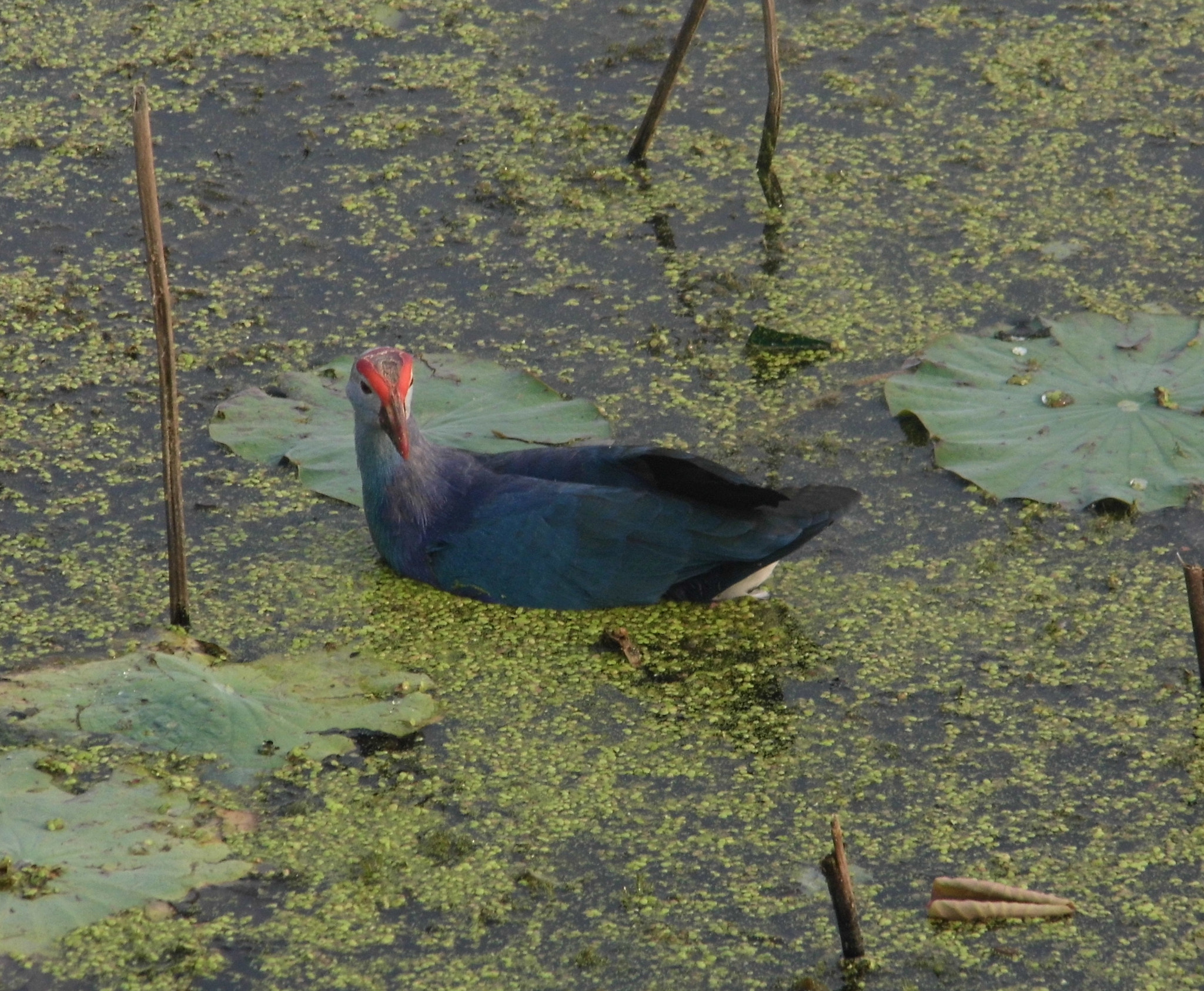 Panasonic Lumix DMC-LZ20 sample photo. Bird photography