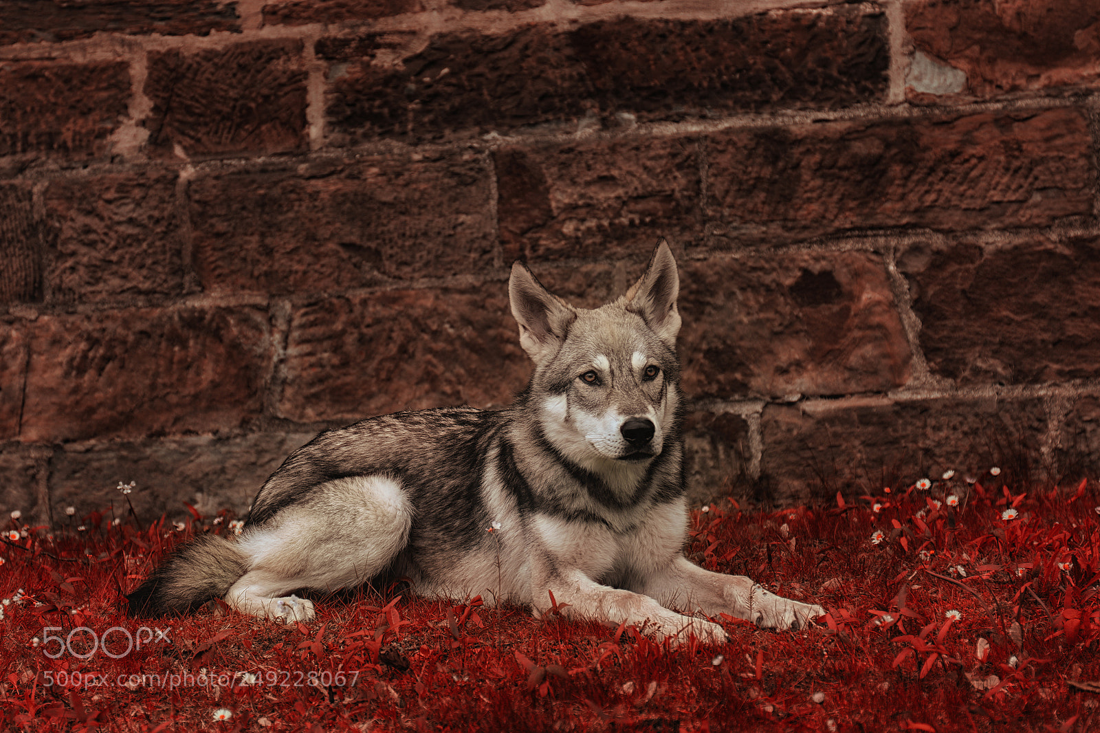 Canon EOS 7D Mark II sample photo. Wolf photography