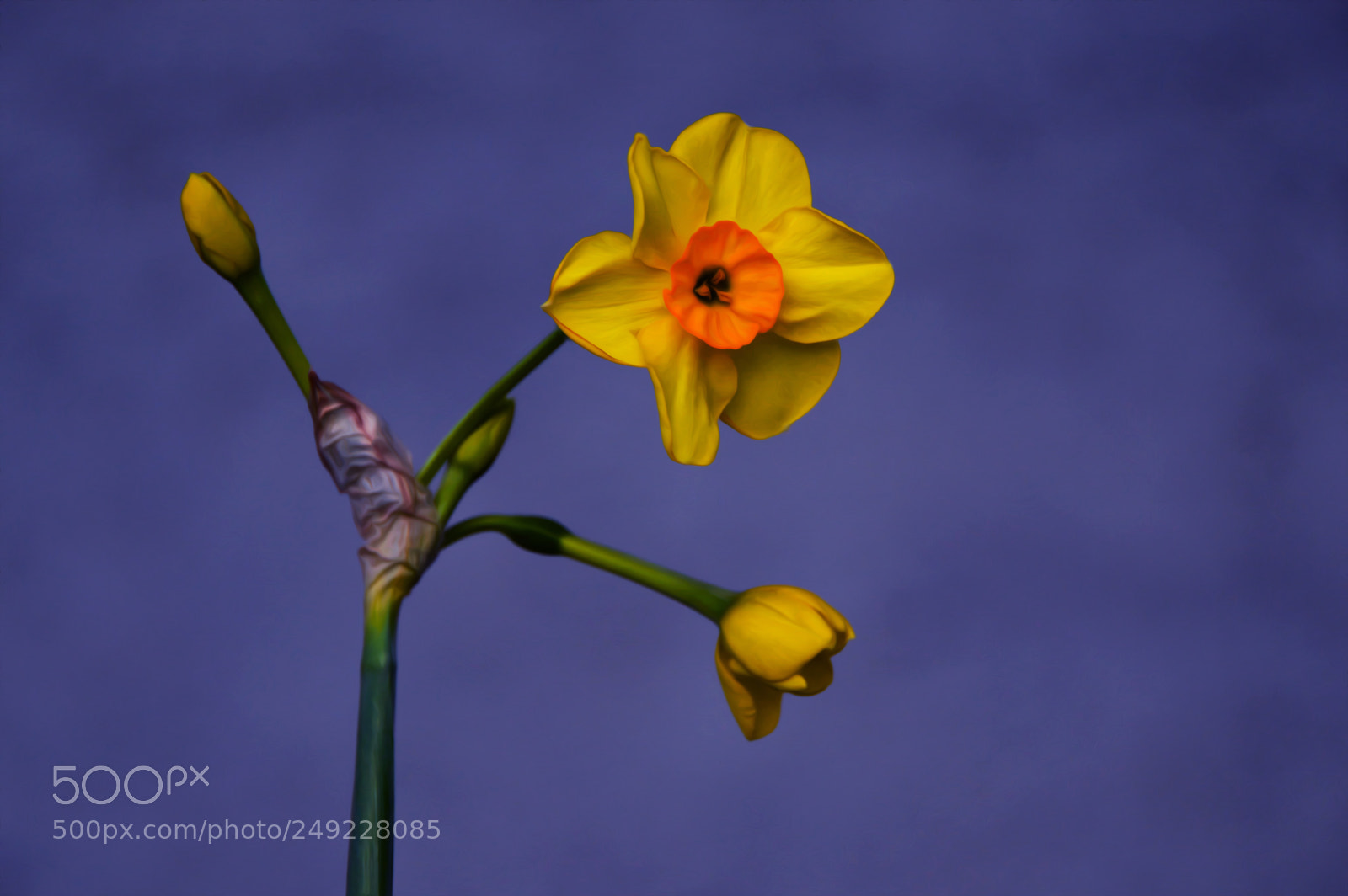 Nikon D3200 sample photo. Narcissus l. photography