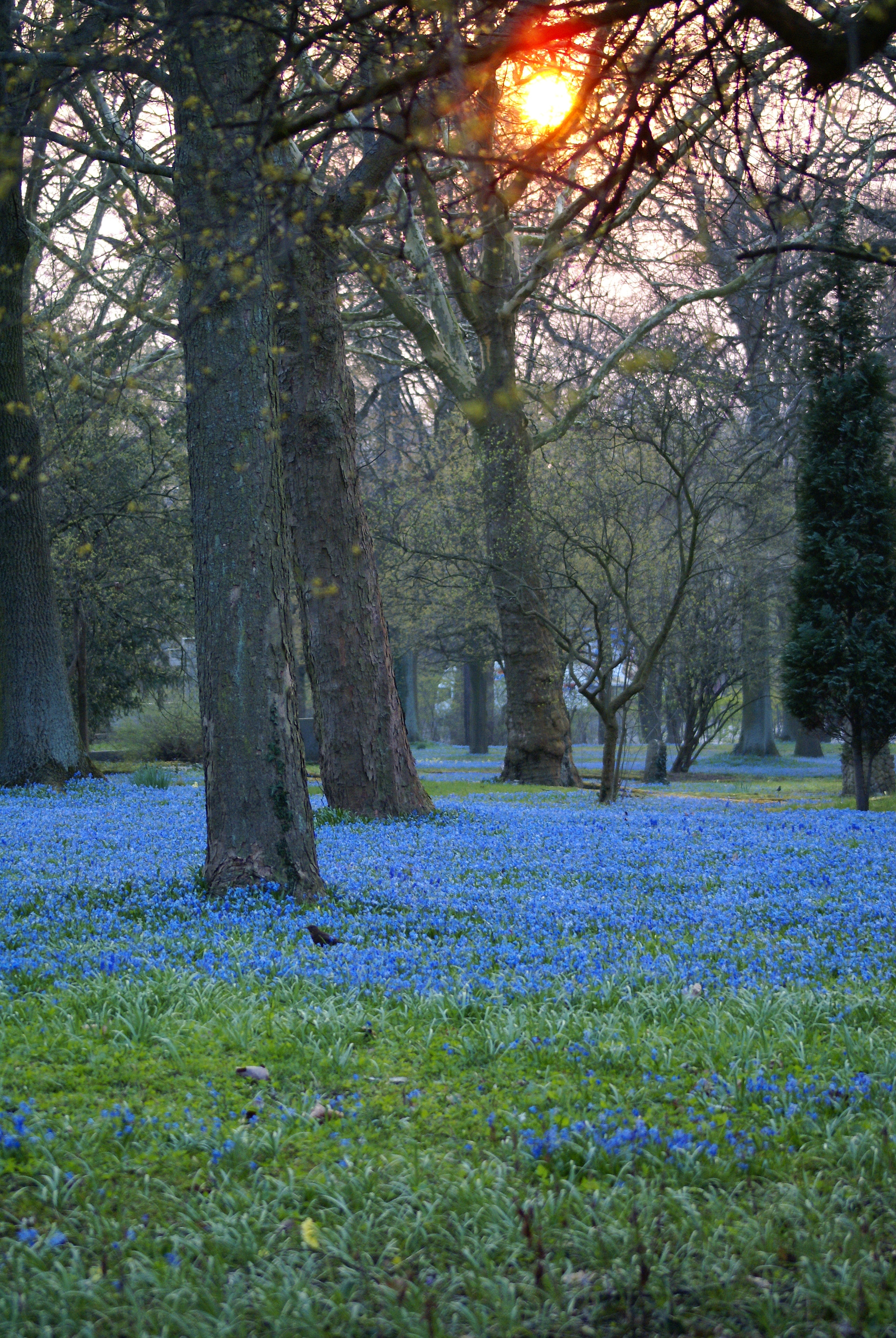 Sony Alpha DSLR-A100 sample photo. Scilla sibirica in linden. photography