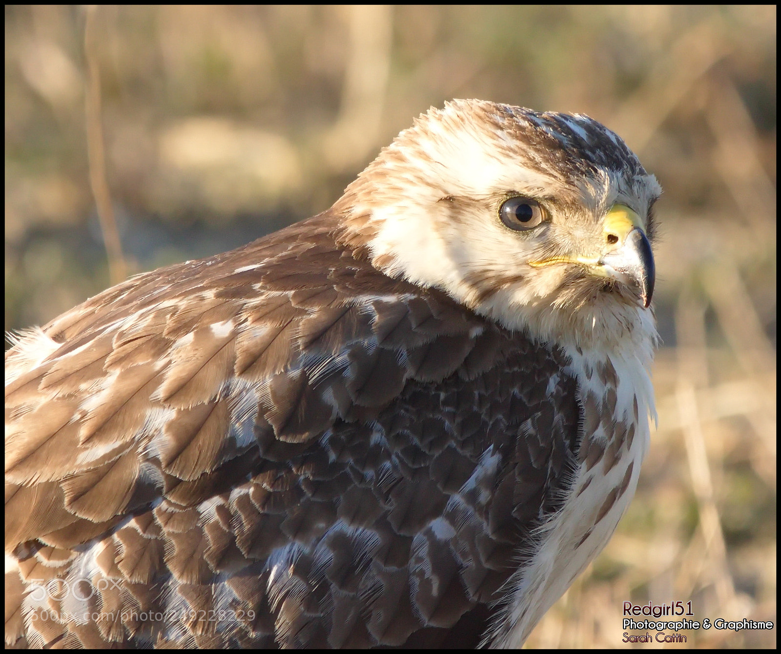 Canon EOS 700D (EOS Rebel T5i / EOS Kiss X7i) sample photo. Buse variable en champagne photography