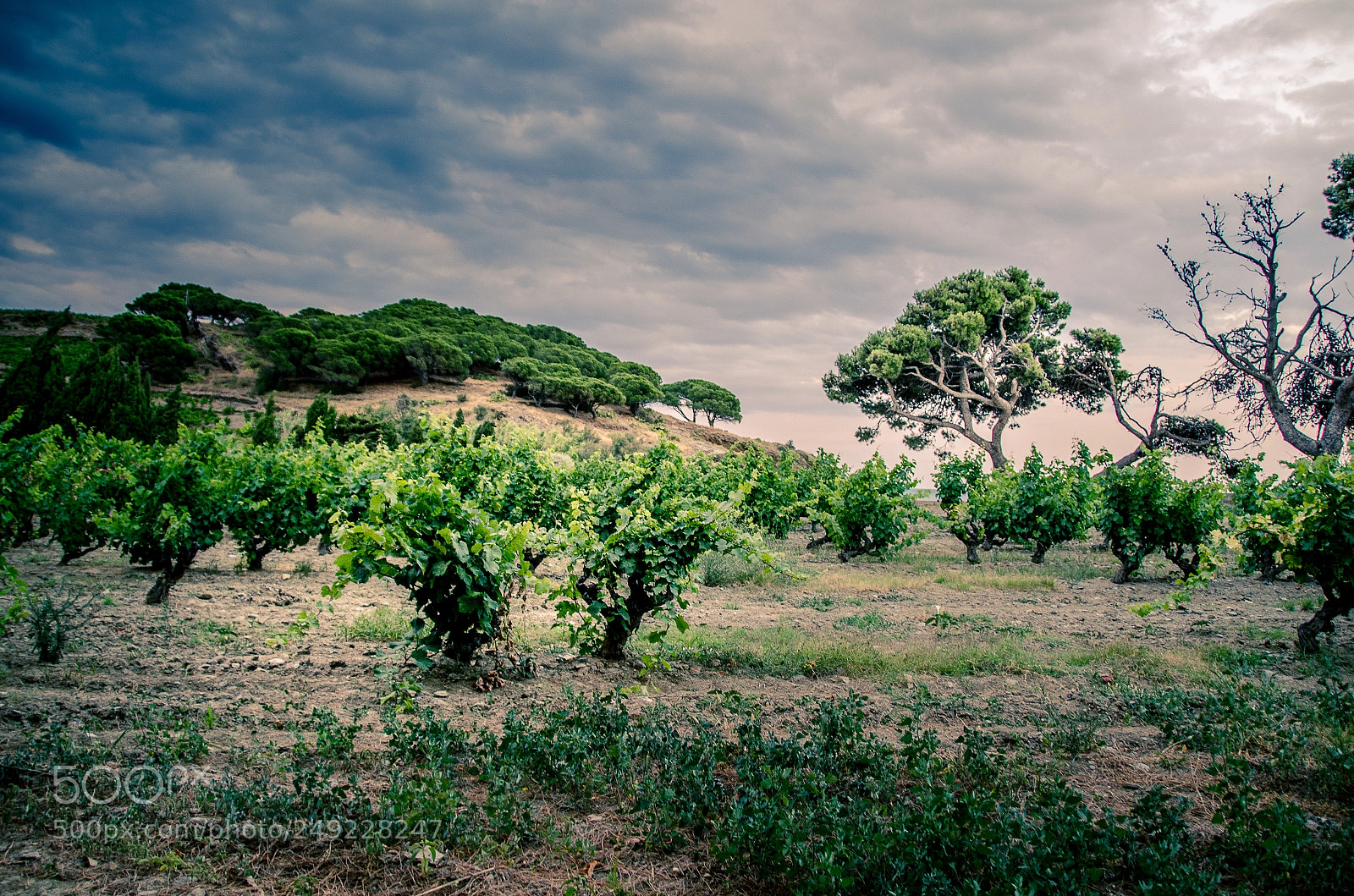 Nikon D7000 sample photo. Vignes photography