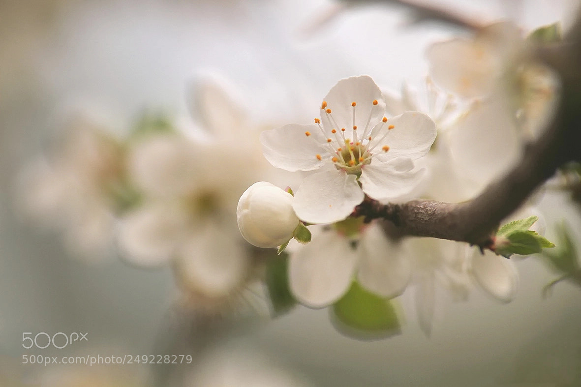 Canon EOS 7D sample photo. Creamy spring photography