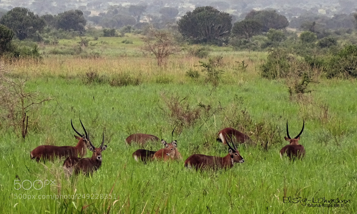 Sony Cyber-shot DSC-HX400V sample photo. Group of waterbucks photography