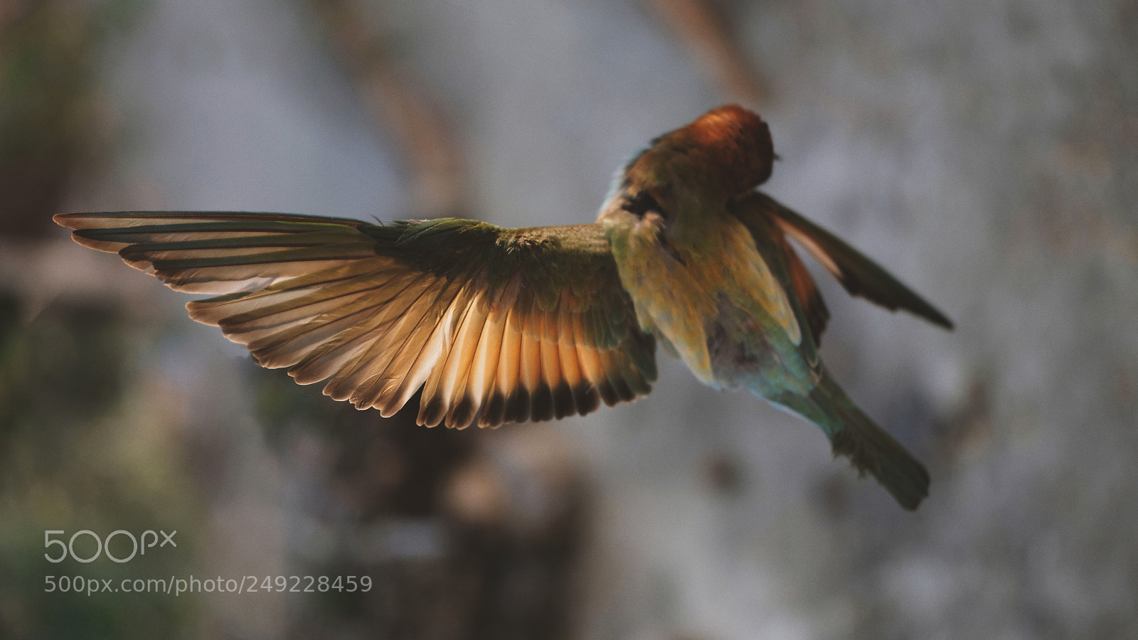 Fujifilm X-Pro2 sample photo. The bee eater is photography