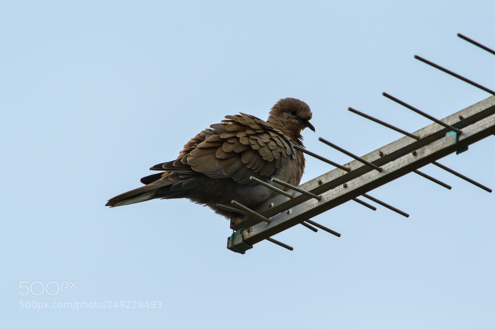 Nikon D3200 sample photo. Tortora dal collare photography