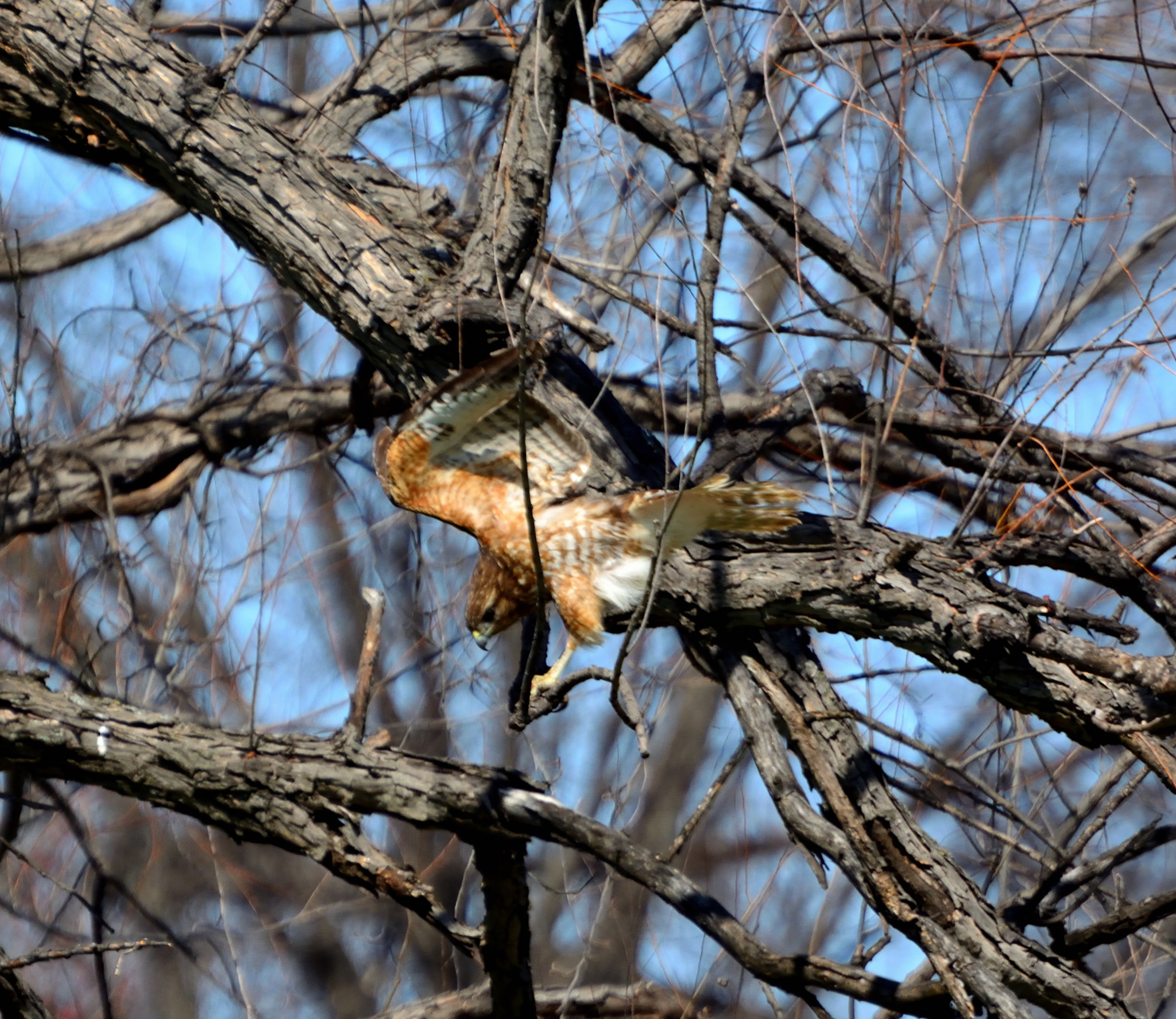 Nikon D5200 sample photo. Early spring raptor photography