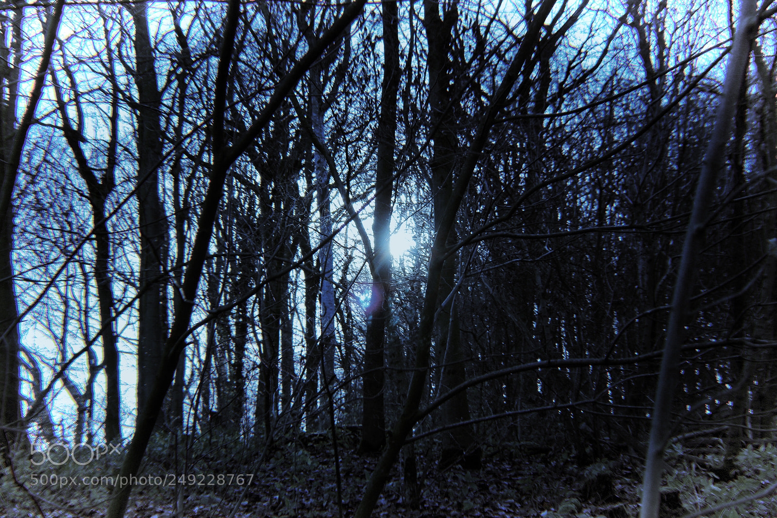 Canon EOS 700D (EOS Rebel T5i / EOS Kiss X7i) sample photo. Ancient woods photography