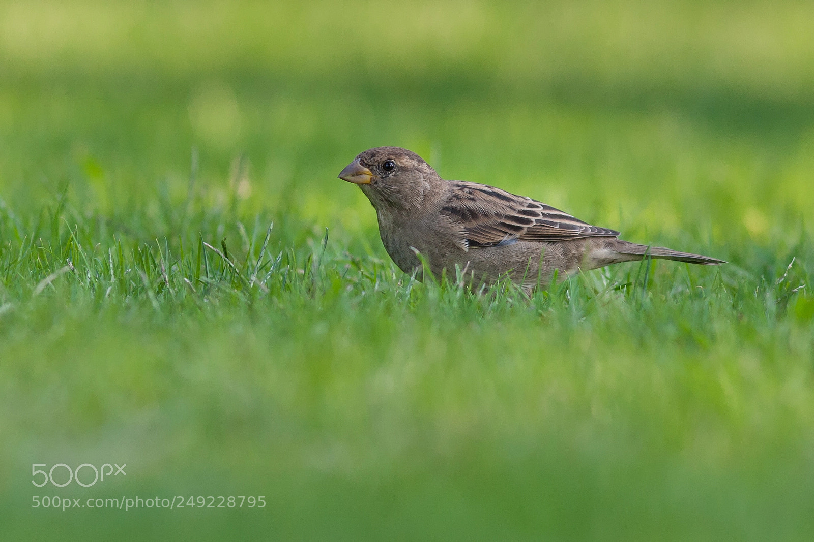 Canon EOS-1D Mark III sample photo. Common sparrow photography