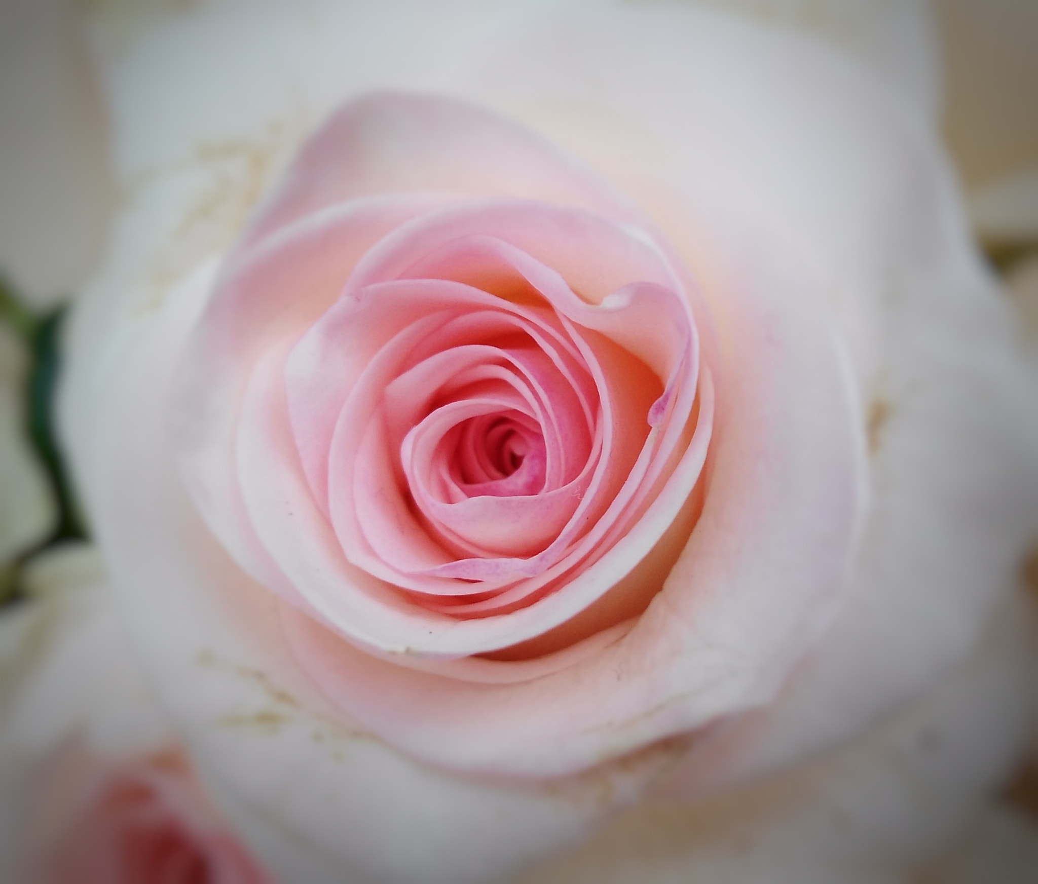 HUAWEI G7-L01 sample photo. Innocent photography