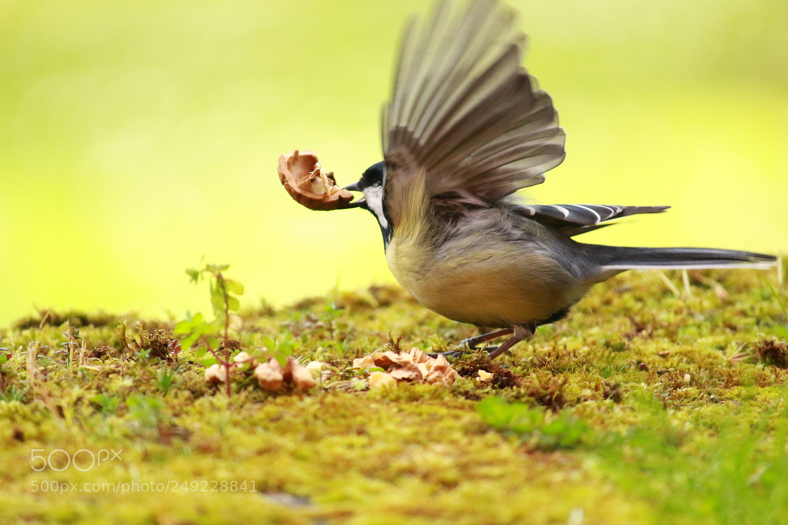 Canon EF-S 55-250mm F4-5.6 IS II sample photo. Al vuelo photography