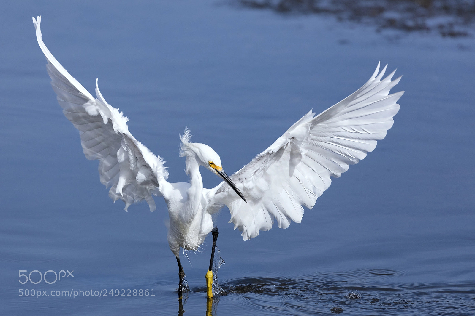 Canon EOS 5DS sample photo. Snowy egret preying on photography