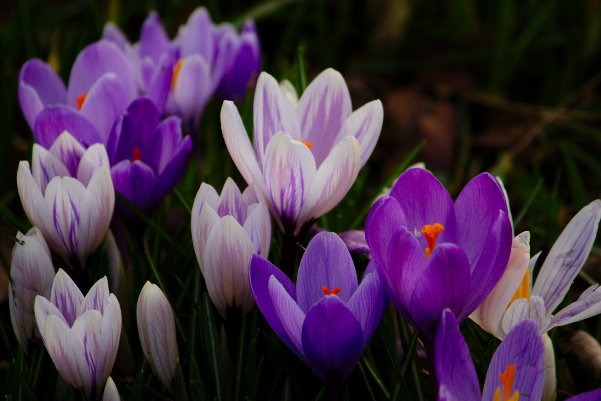 Canon EF-S 55-250mm F4-5.6 IS II sample photo. Crocuses photography