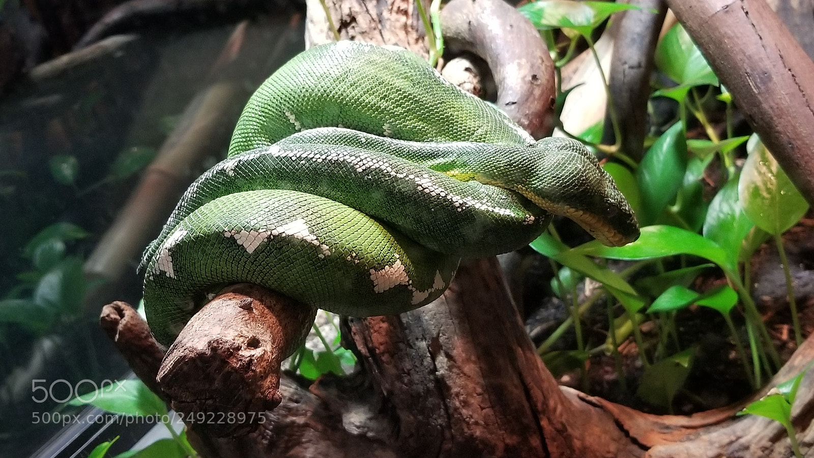 Samsung Galaxy S8 sample photo. In the leaves photography