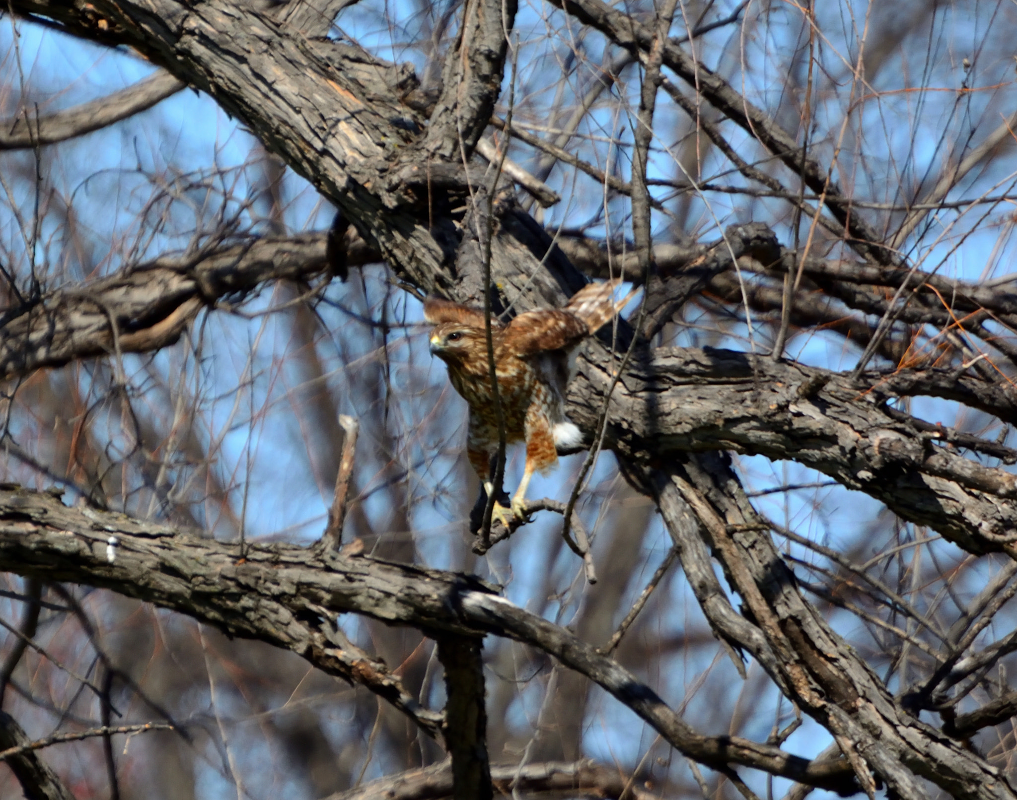 Nikon D5200 sample photo. Broad-winged hunter photography