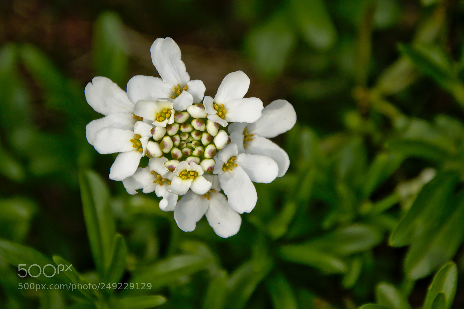 Nikon D5200 sample photo. White arabidopsis lyrata flowers photography