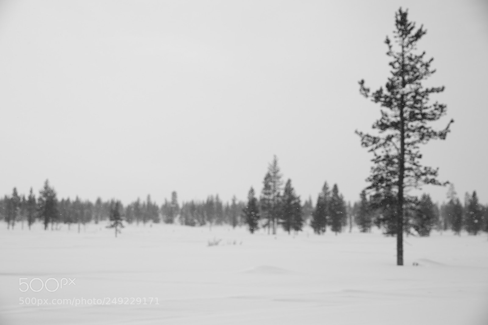 Canon EOS 80D sample photo. Winter photography