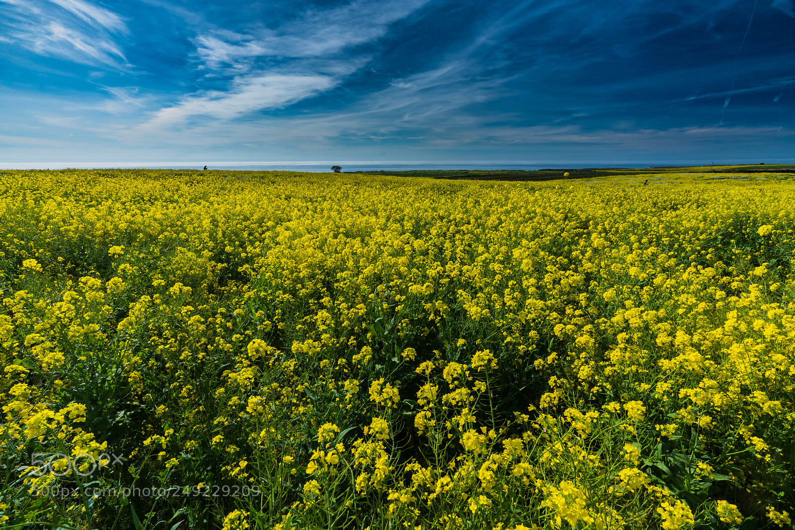 Sony a7R III sample photo. Yellow sea photography