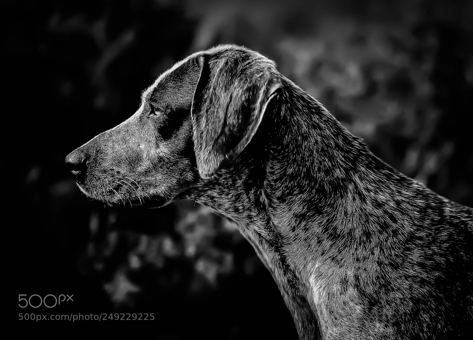 Nikon D800 sample photo. Hunting dog photography