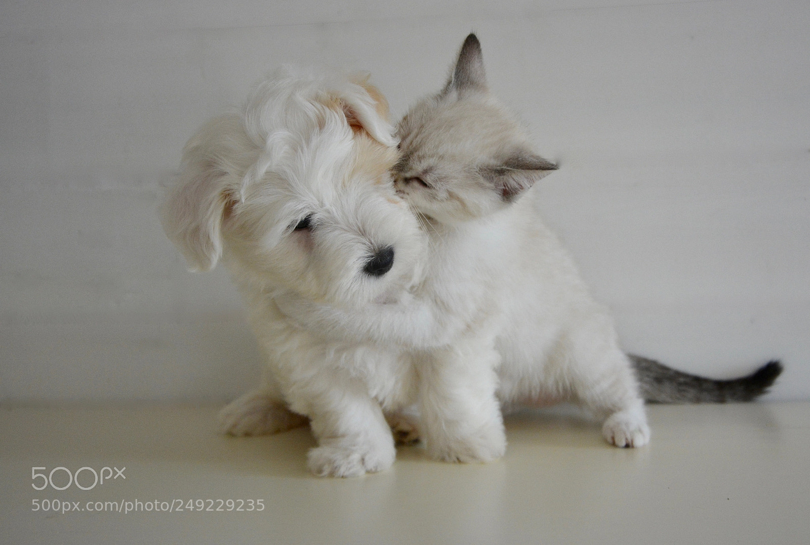 Nikon D5200 sample photo. A cute friendship caught photography