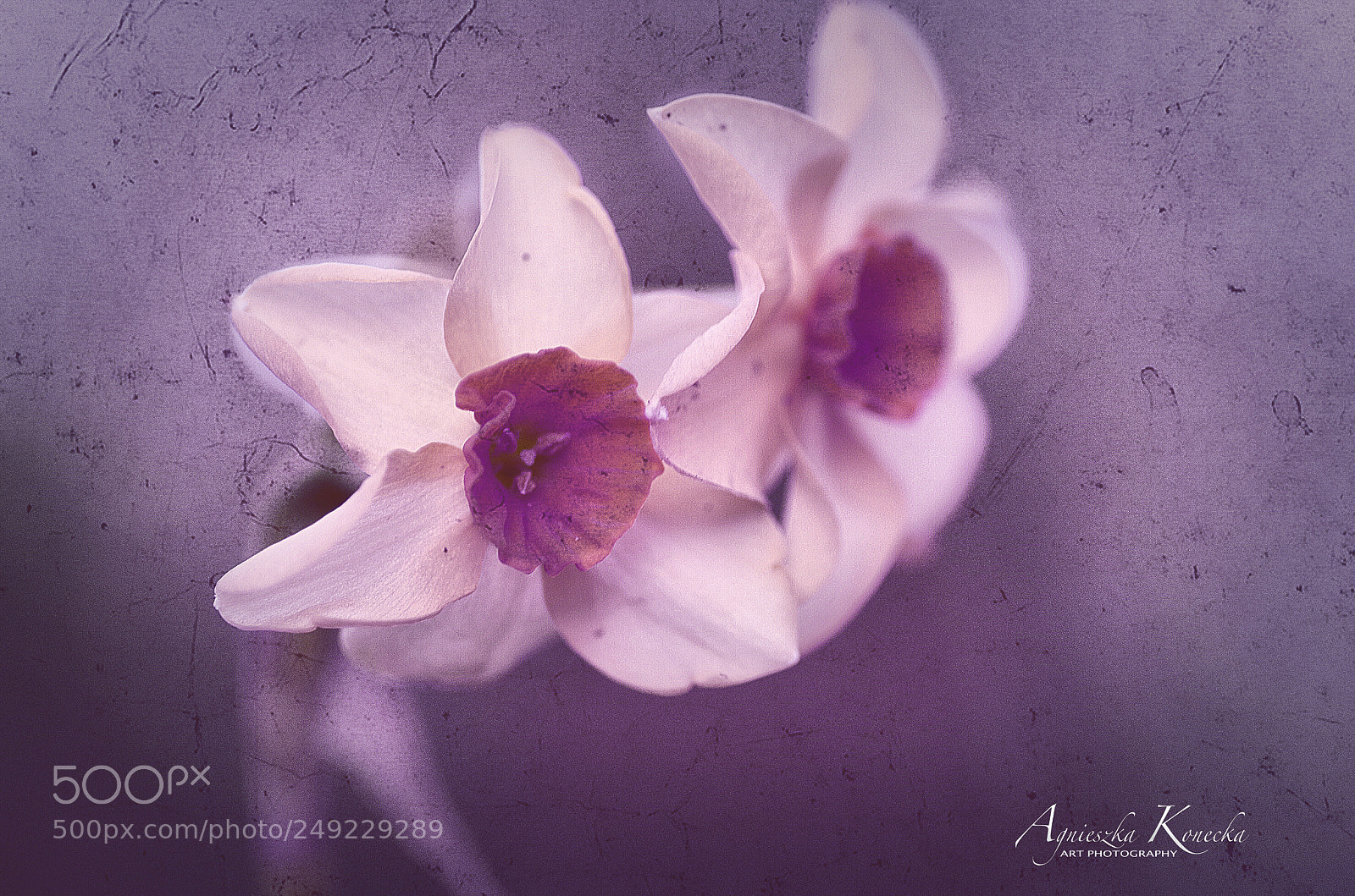 Pentax K-50 sample photo. Daffodils photography