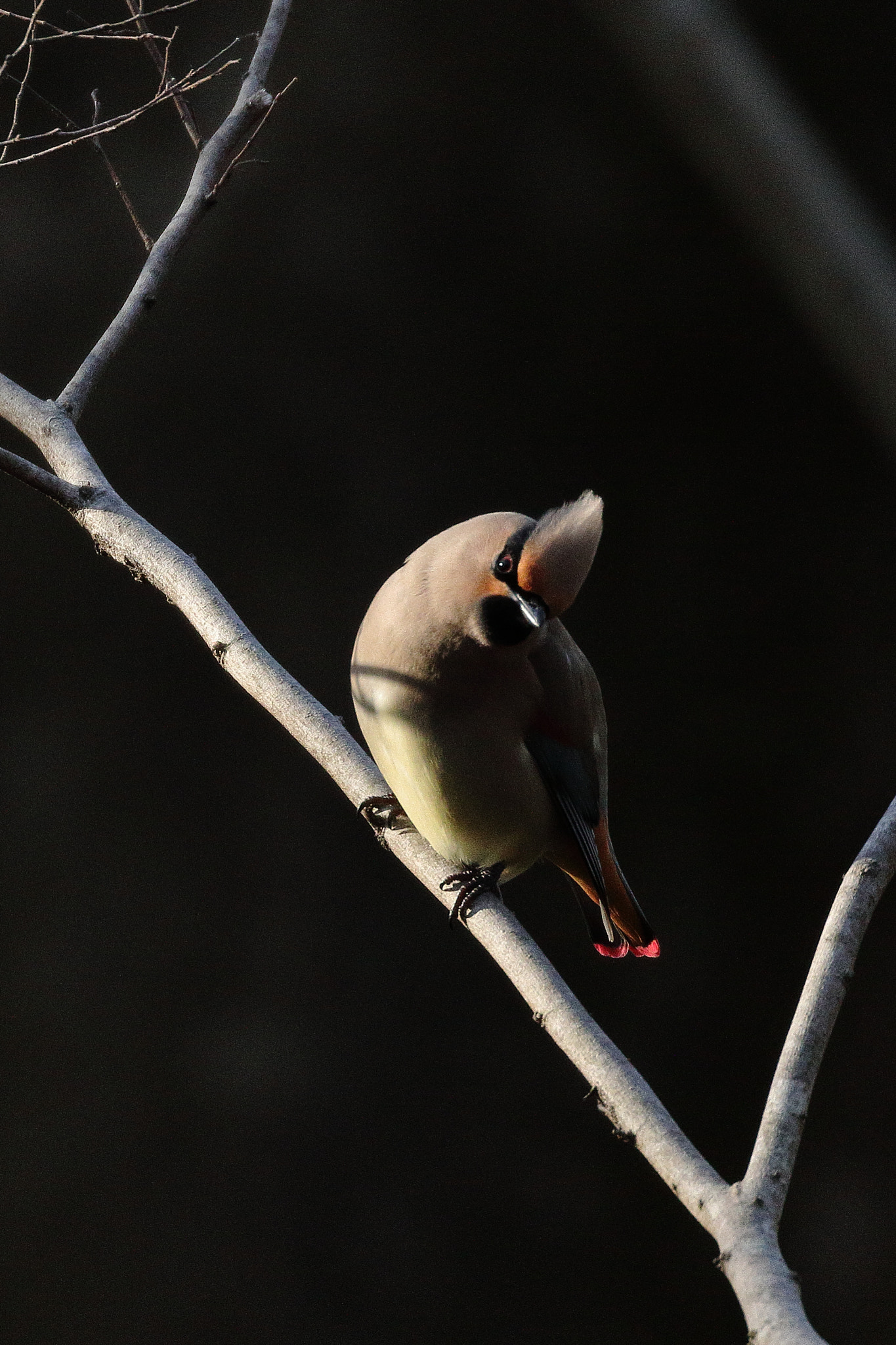 Canon EOS 7D Mark II sample photo. Waxwing 7i2a1179 photography