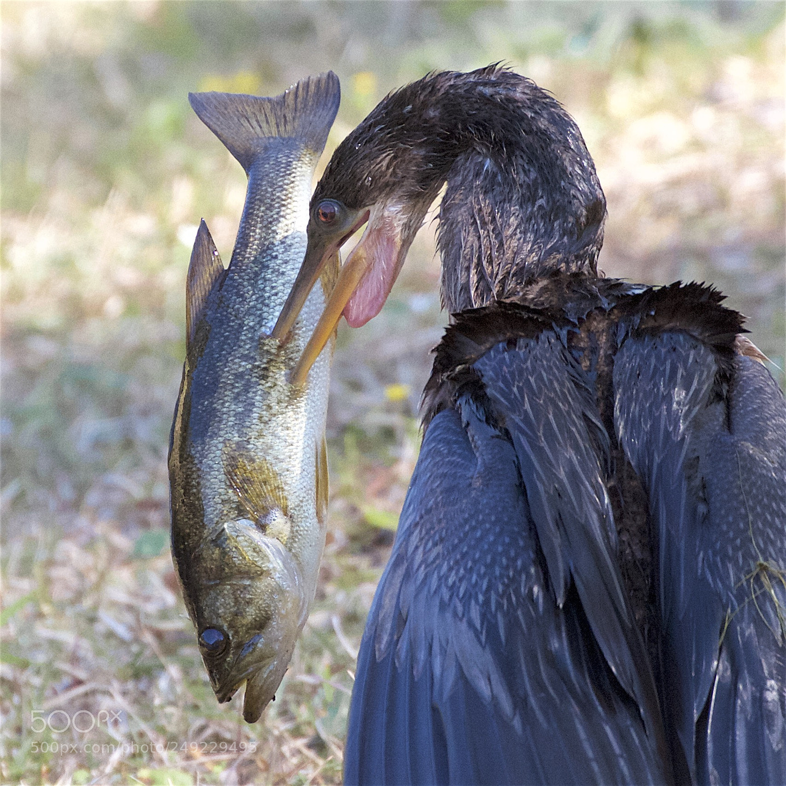 Canon EOS 7D sample photo. The fish caught an photography