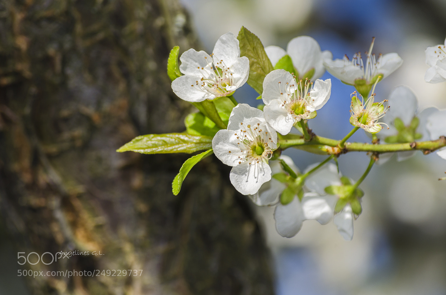 Nikon D5100 sample photo. Flor del ciruelo photography