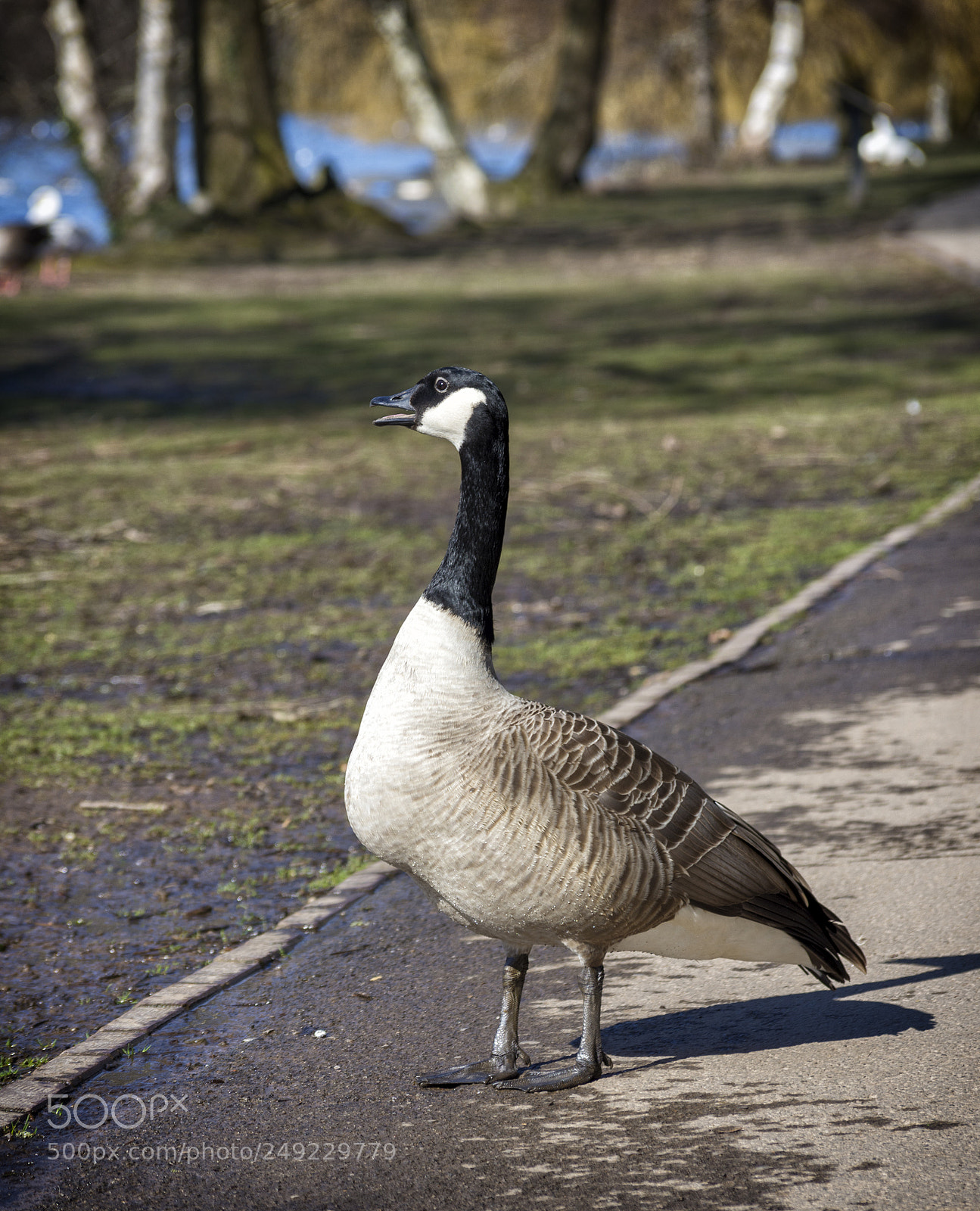 Nikon D7200 sample photo. Unknown goose species photography